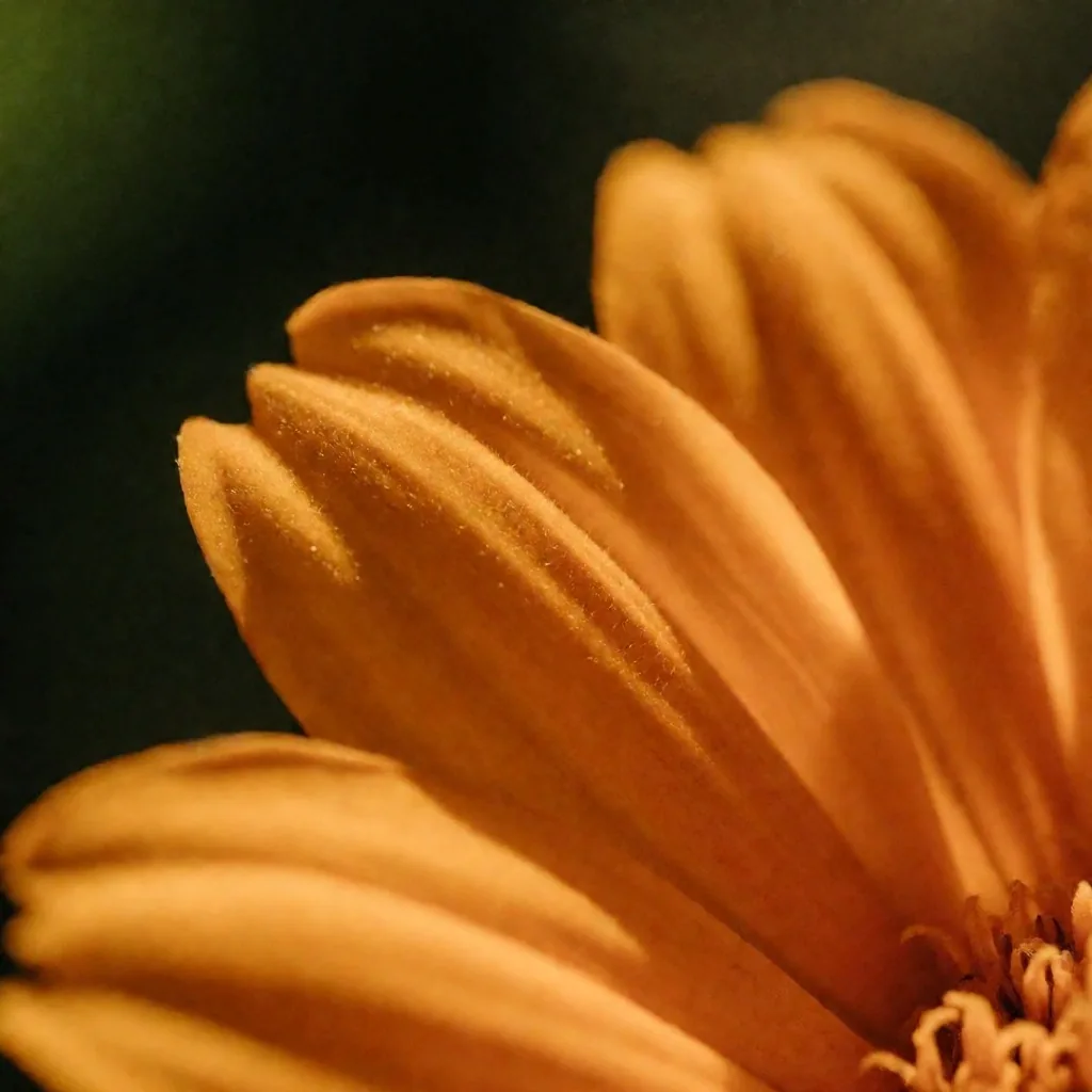 Flor de cempasúchil, fuente natural de luteína